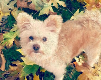 May include: A small, white dog with brown eyes sits in a pile of yellow and brown autumn leaves. The dog is looking directly at the camera.
