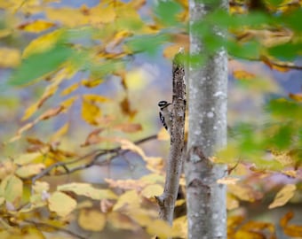 Downy Woodpecker
