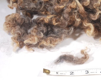 Bluefaced Leicester Natural Brown Grey Curls - 1 ounce
