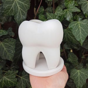 Puede incluir: Una maceta blanca con forma de diente de cerámica con una base pequeña y redonda. La maceta tiene un interior hueco y se sostiene contra un fondo de hiedra verde. El diseño es una versión caprichosa de la salud dental.