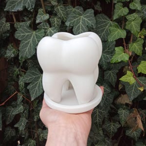 Könnte beinhalten: Ein weißer Keramik-Blumentopf in Form eines Backenzahns mit einem Abzugsloch und einem passenden Untersetzer.