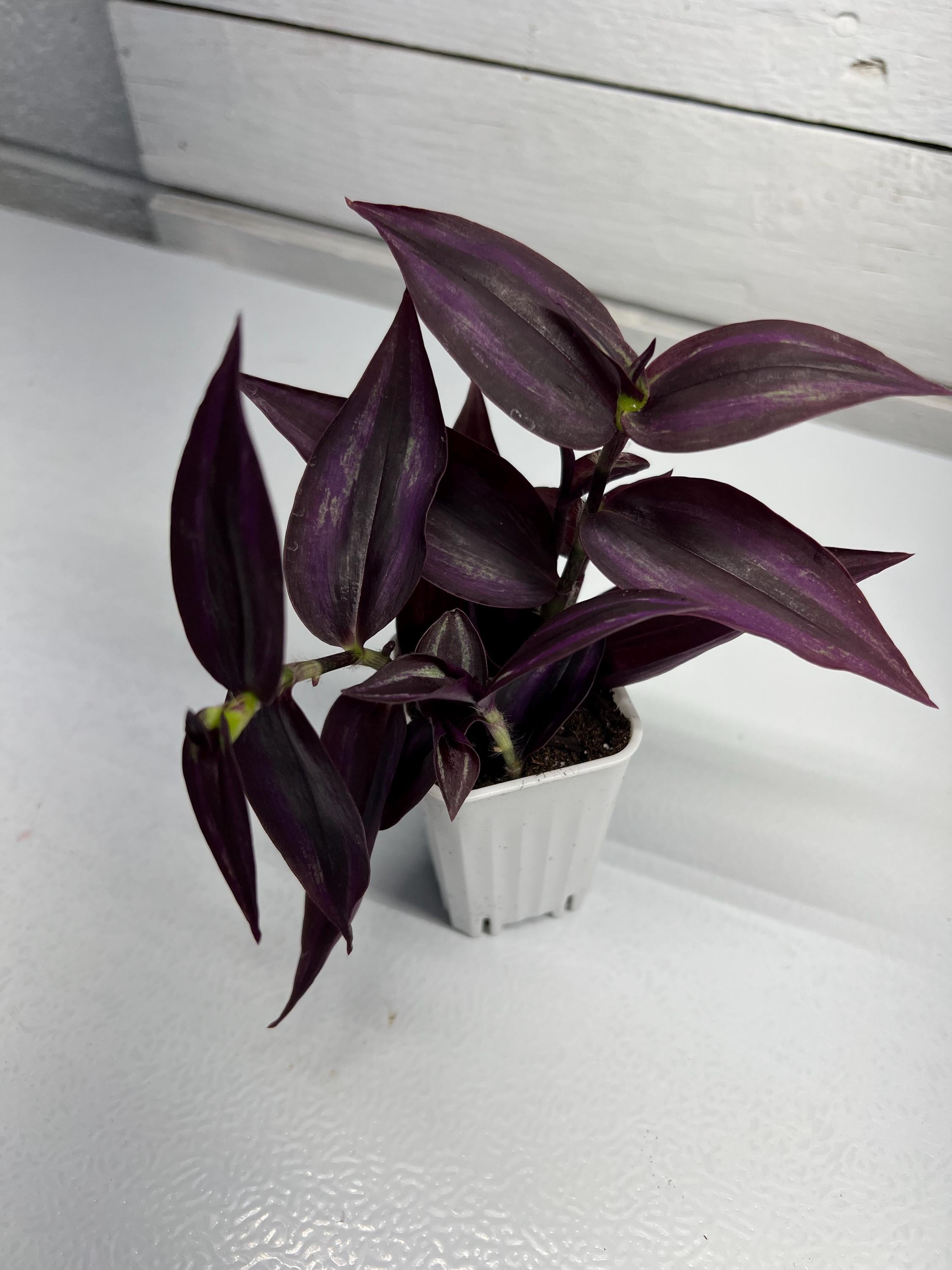 Dark Desire Black House Plant Tradescantia Potted - Etsy