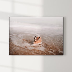 Dierenprint krab in de schelp foto nautisch groot formaat poster neutraal interieur kunst aan de kust kamergenoot cadeau zeedieren fotografie