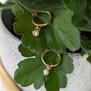 May include: A pair of gold hoop earrings with a small, dangling pearl. The earrings are set against a backdrop of green leaves and a white pot, creating a natural and elegant aesthetic. The earrings are a classic jewelry item.