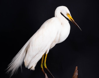 Great Egret Taxidermy Bird Real White Heron Animal Display Large Bird Standing Mount Natural History Cabinet Decor Ardea alba