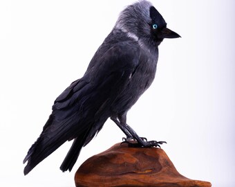 Jackdaw Taxidermy Bird Real Animal Display Bird Standing Mount Natural History Cabinet Decor Coloeus monedula