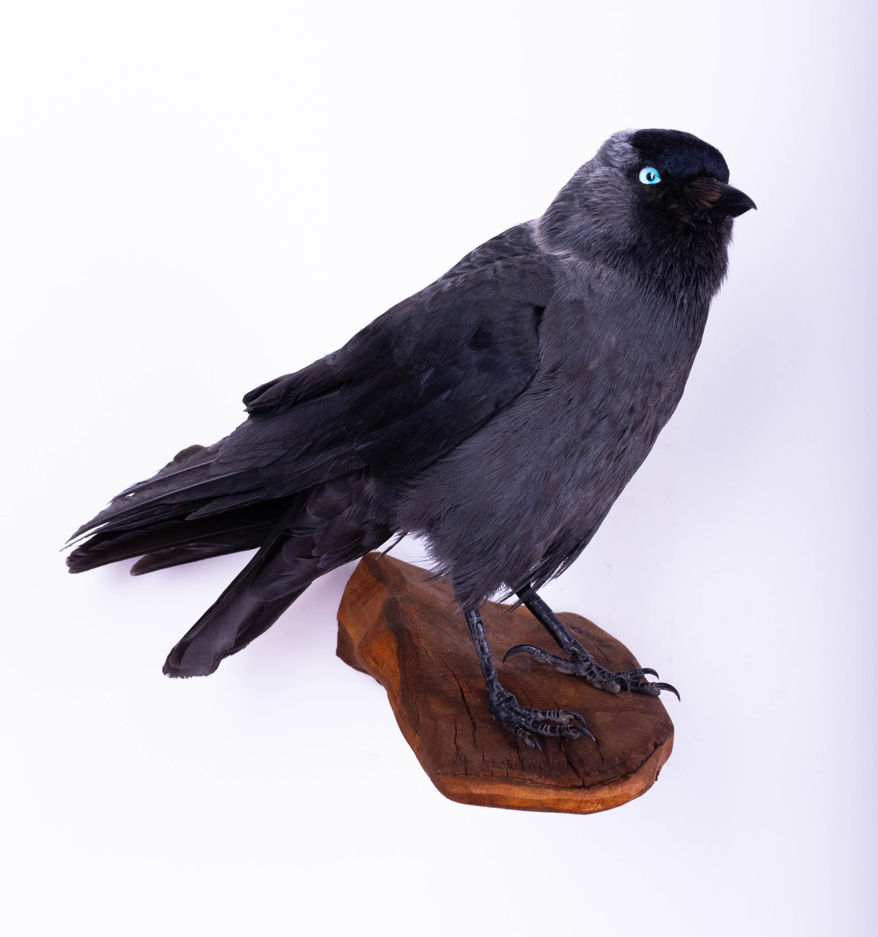 Bird skin taxidermy - Etsy 日本