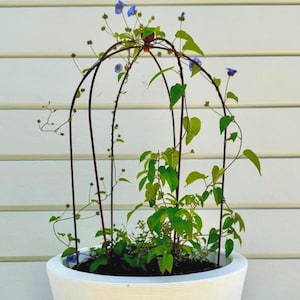 Crown Orb Trellis for Climbing Plants | Cage Trellis I Garden Decor | Charming Metal Plant Support | Yard Art