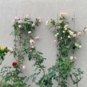 May include: Climbing rose bushes with pink and red blooms are trained on a trellis against a light gray wall. Green leaves and stems are visible. Yellow roses are in the lower left corner.