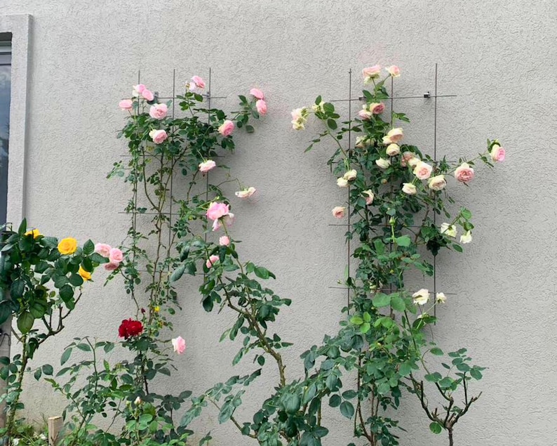 May include: Climbing rose bushes with pink and red blooms are trained on a trellis against a light gray wall. Green leaves and stems are visible. Yellow roses are in the lower left corner.