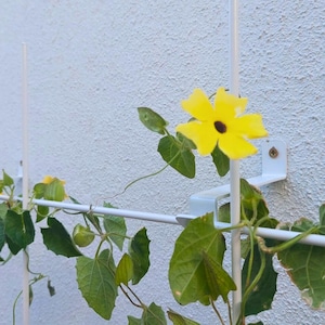 May include: A vibrant yellow flower with a dark center blooms on a climbing vine. The vine, with green leaves, is supported by a white trellis attached to a textured white wall. The flower is in full bloom.