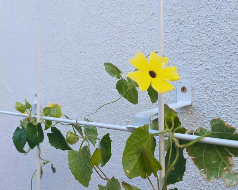 May include: A vibrant yellow flower with a dark center blooms on a climbing vine. The vine, with green leaves, is supported by a white trellis attached to a textured white wall. The flower is in full bloom.