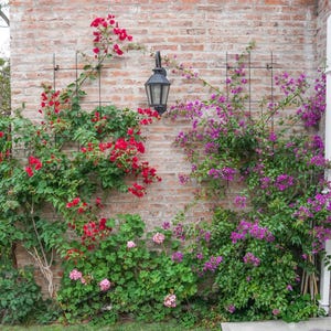 May include: A brick wall adorned with vibrant red and purple bougainvillea flowers, climbing on black trellis structures. A black lantern hangs on the wall, adding a touch of classic design to the outdoor scene.