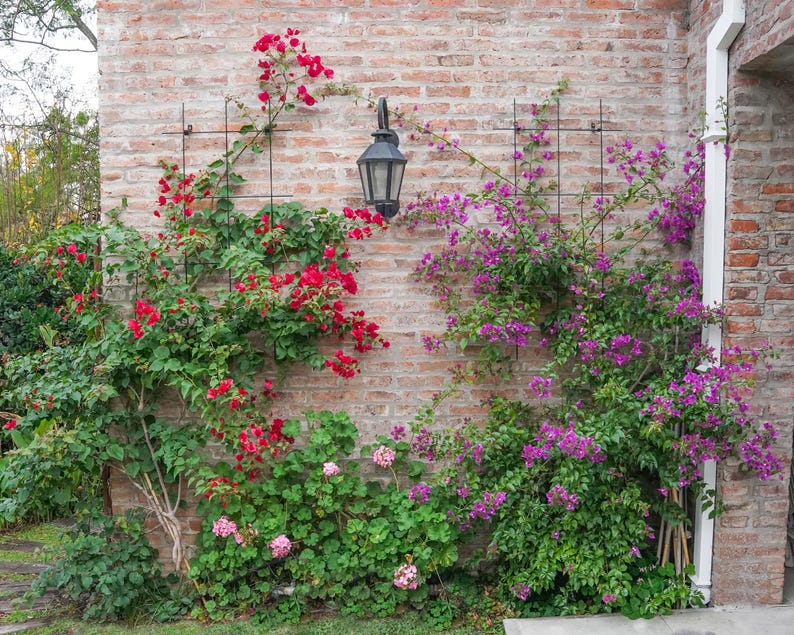 May include: A brick wall adorned with vibrant red and purple bougainvillea flowers, climbing on black trellis structures. A black lantern hangs on the wall, adding a touch of classic design to the outdoor scene.