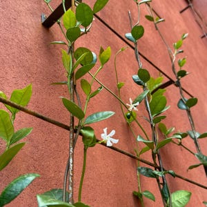 Metal Garden Wall Trellis: Vertical Climbing Plant Support - Outdoor Decor