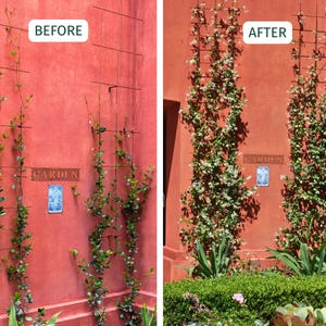 May include: A before-and-after image of a red wall with climbing plants. The "BEFORE" image shows sparse greenery on a trellis. The "AFTER" image displays lush, flowering vines. A "GARDEN" sign and a decorative tile are visible.
