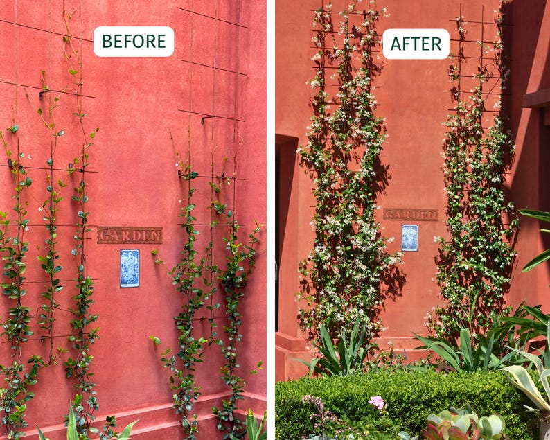 May include: A before-and-after image of a red wall with climbing plants. The "BEFORE" image shows sparse greenery on a trellis. The "AFTER" image displays lush, flowering vines. A "GARDEN" sign and a decorative tile are visible.