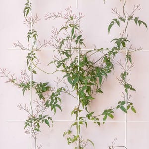 May include: A climbing plant with green leaves and delicate pink buds, growing on a white trellis against a pale pink wall. The plant's stems and leaves are lush and vibrant, creating a natural, organic aesthetic.