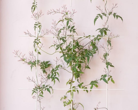 Metal Garden Trellis for Climbing Plants – Wall Trellis – Black/White/Rustic Finish