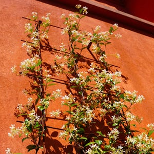 May include: A climbing plant with small white flowers and green leaves growing on a trellis against a textured, reddish-orange wall. The image is well-lit, showing the shadows of the trellis and plant.