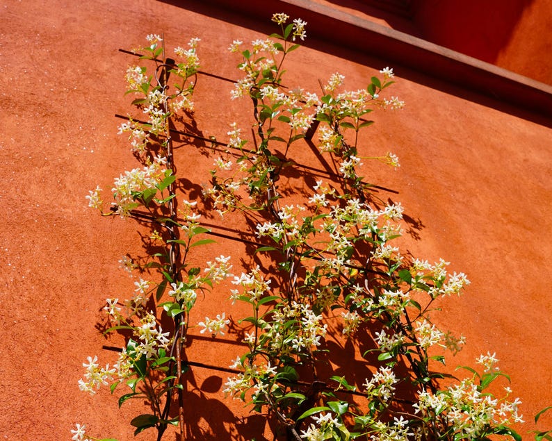 May include: A climbing plant with small white flowers and green leaves growing on a trellis against a textured, reddish-orange wall. The image is well-lit, showing the shadows of the trellis and plant.