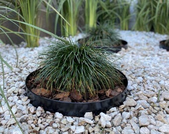 12" Metal Garden Border Ring – Steel Landscape Edging for Trees & Decorative Islands