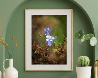 Flor de las Montañas Rocosas: decoración de primavera, arte mural natural, estética del hogar, regalo para amantes de los jardines, decoración de pared botánica