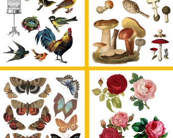 May include: A collection of vintage-style illustrations featuring various birds, mushrooms, butterflies, moths, and roses. The images include detailed depictions of colorful avian species, diverse fungi, winged insects with intricate patterns, and blooming flowers.