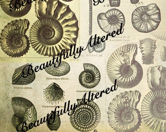 May include: Vintage-style print featuring various illustrations of fossils, including ammonites and shells, in shades of beige and brown. The text "Beautifully Altered" is overlaid on the image.