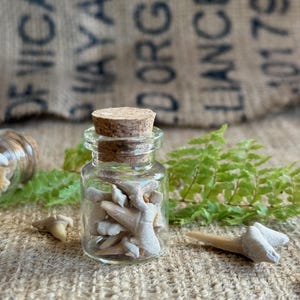 Fossil Shark Teeth Glass Vial - Natural Curiosities Vintage Decor