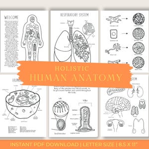 Holistic Human Anatomy Printable | Body Systems & Natural Healing | Educational Coloring Pages | Digital Download PDF