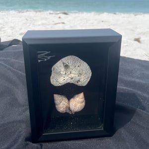 Puede incluir: Una caja de sombra enmarcada en negro con un coral blanco y dos conchas dentro. La caja de sombra está sentada sobre una superficie de tela negra.