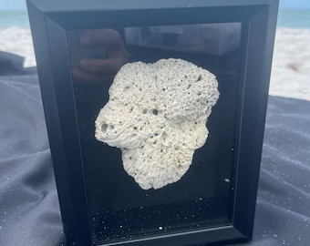 Caja de sombras de coral de Florida: decoración costera de playa