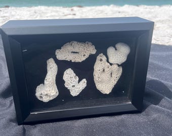 Coral design Black Shadowbox