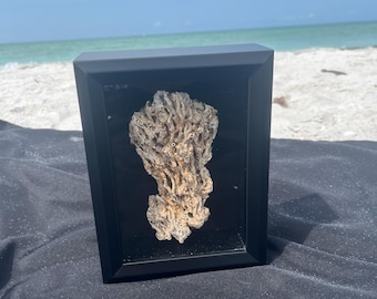 Coral Shell Large Shadowbox