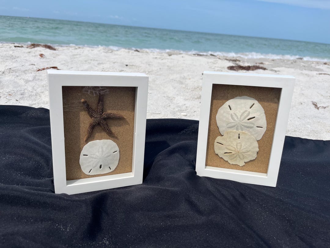 Set of 2 Small White Shadowbox With Sand Dollar and Starfish - Etsy