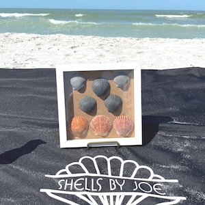 White Shadowbox with Florida Shells