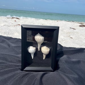 Florida Shells in Medium Shadowbox