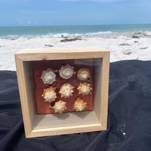 Conch Shells design in Deep Natural Shadowbox