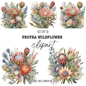 Protea Wildflower Clipart Bundle: South African Floral PNGs (Digital Download