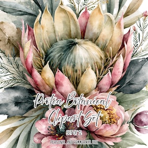 May include: A watercolour illustration of a large protea flower surrounded by foliage in shades of pink, cream, and muted green. The text reads Protea Botanical Clipart Set, SET OF 12, PERSONAL AND COMMERCIAL USE, centred over the floral arrangement.