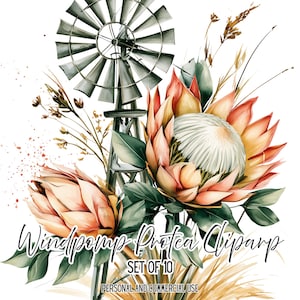 Puede incluir: Una ilustración digital que presenta un molino de viento de metal gris detrás de dos grandes flores de protea en tonos melocotón y crema, acentuadas por hojas verdes y hierbas secas, con el texto Windpomp Protea Clipart SET OF 10.