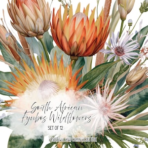 Puede incluir: Una ilustración digital de flores silvestres fynbos de Sudáfrica con grandes flores de protea naranja y melocotón, hojas verdes delgadas y flores blancas puntiagudas. El texto dice South African Fynbos Wildflowers SET OF 12 PERSONAL AND COMMERCIAL USE.