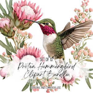 May include: A watercolour illustration of a hummingbird with green, red, and white feathers, surrounded by pink protea flowers and other floral elements. The text reads "Protea Hummingbird Clipart Bundle".