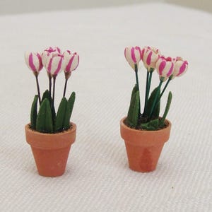 May include: Two miniature terracotta pots each hold a cluster of tulips. The tulips have pink and white striped petals, green leaves, and dark stems. The pots are small and have a classic shape, perfect for a dollhouse or miniature garden.