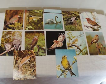 Vintage West Germany Bird Photo Postcards - Set of 12