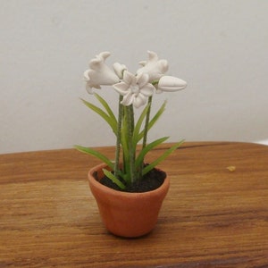 May include: A miniature potted plant with white flowers and green leaves. The flowers are in full bloom and in bud. The terracotta pot contains dark soil. The plant is set against a light background.