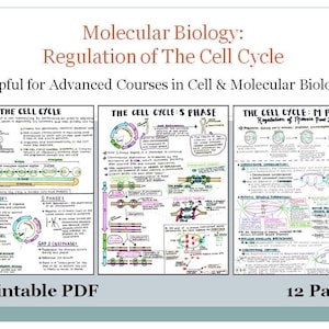 May include: A printable PDF document with the title "Molecular Biology: Regulation of The Cell Cycle". The document is helpful for advanced courses in cell and molecular biology. The document includes three diagrams of the cell cycle, with the text "The Cell Cycle", "The Cell Cycle: S Phase", and "The Cell Cycle: M Phase". The document also includes the text "Printable PDF" and "12 Pages".