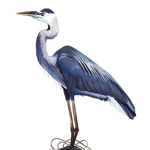 Cartão postal de aquarela pintada à mão de The Blue Heron, papel cartão fosco. 4" x 6"