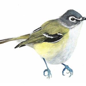 Cartão postal de aquarela pintada à mão do Verio de cabeça azul, papel cartão fosco. 4" x 6"